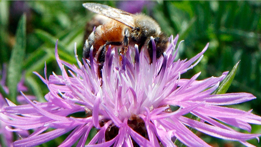 Wild Bees bumblebee.jpg